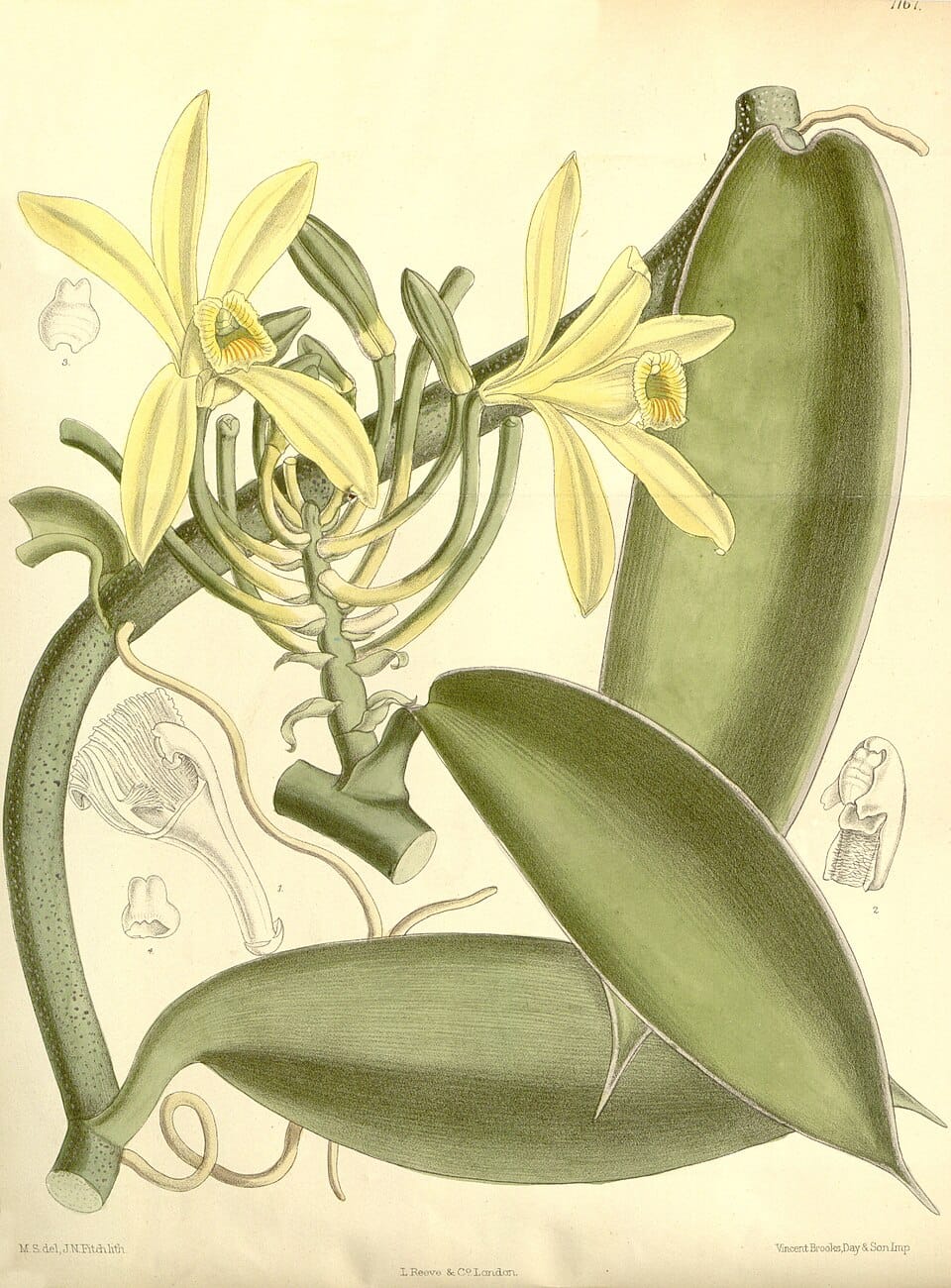 A botanical illustration of a vanilla orchid. The background is slightly yellowed, with leaves and stem in a pale green, and flowers in a washed-out yellow.