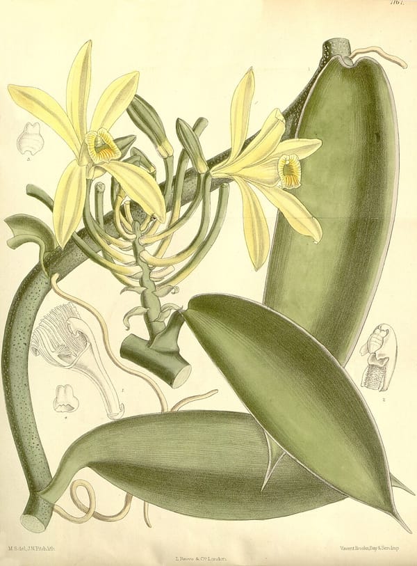 A botanical illustration of a vanilla orchid. The background is slightly yellowed, with leaves and stem in a pale green, and flowers in a washed-out yellow.